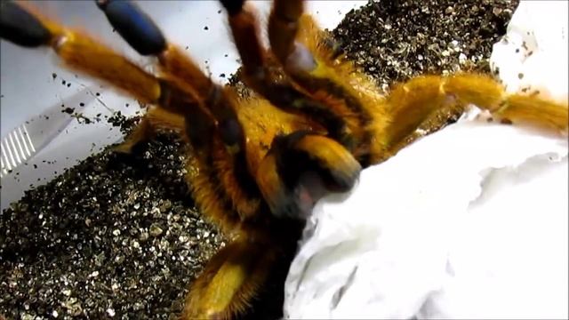 Top 5 Aggressive Old World Tarantulas in my collection смотреть онлайн