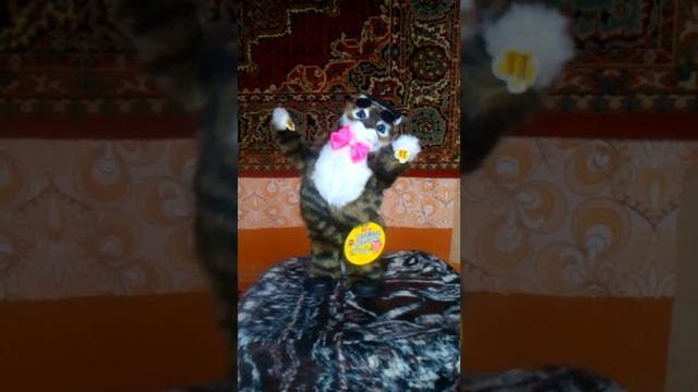 Поющий Кот Базилио смотреть онлайн