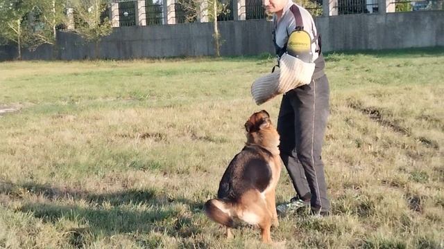 4.  им/перв STAR WINNER ARIDANI (Marcelo Du Val D'anzin – Star Winner Troya)