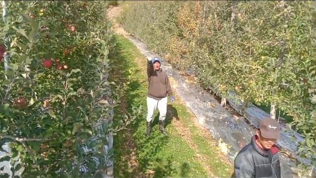 HARVESTING APPLE IN SOUTH KOREA | BY: BOSS Arvin TV смотреть онлайн