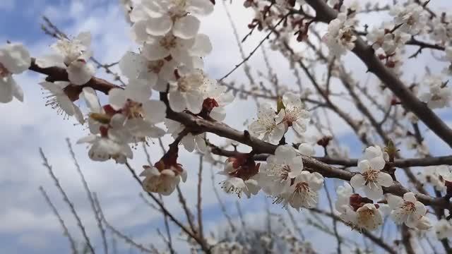 Цветут абрикосы!!! О моих растениях. Наш коллектив на репетиции. смотреть онлайн