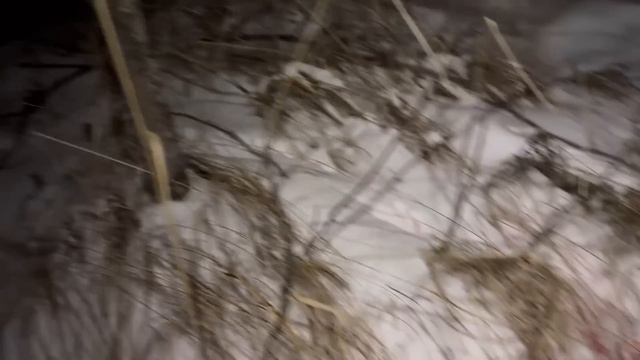 Охота на волка. ДОБЫТ ЧЁРНЫЙ ВОЛК!!! смотреть онлайн