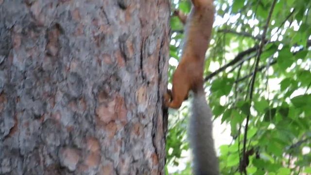 Белочке срочно нужна веревка 04.09.2020 смотреть онлайн