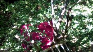 Если РОЙ ПЧЁЛ сел высоко. Как я снимаю. Хутор LV #пчеловодство #рой #снять_рой