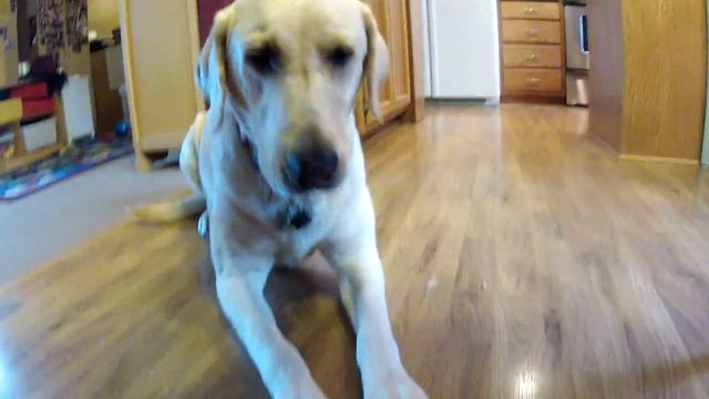 Baking Apple Pie and Fun With Pets-Vlog смотреть онлайн