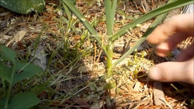 What is Companion Planting, Food Forest Examples. смотреть онлайн