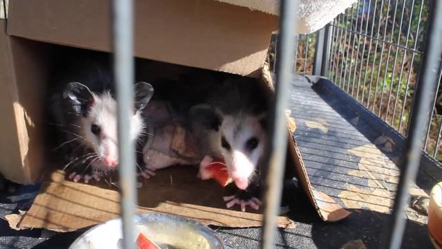 Watch What Happens When You Give Apples to Baby Opossums! They love them! смотреть онлайн