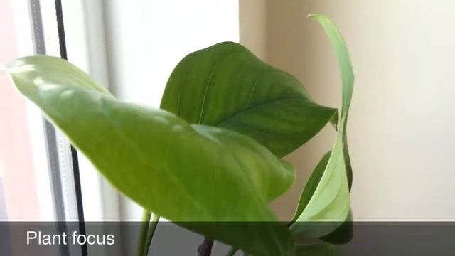 iPhone 4 Camera Focus test + iMovie смотреть онлайн