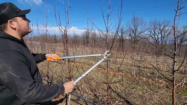 Prunning Apple Trees for Max Production! смотреть онлайн