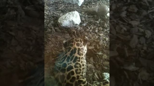 Dora & Diego's baby Jaguar смотреть онлайн