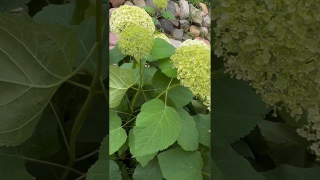 Древовидная гортензия #гортензия
