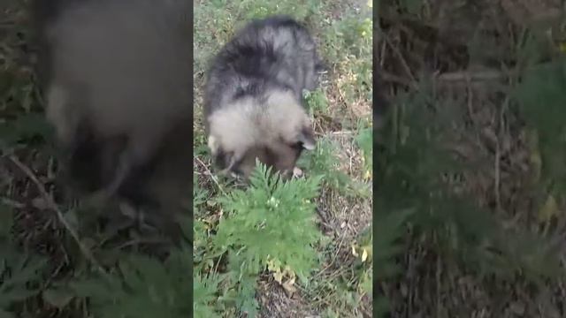 Ищу работу грозного охранника смотреть онлайн