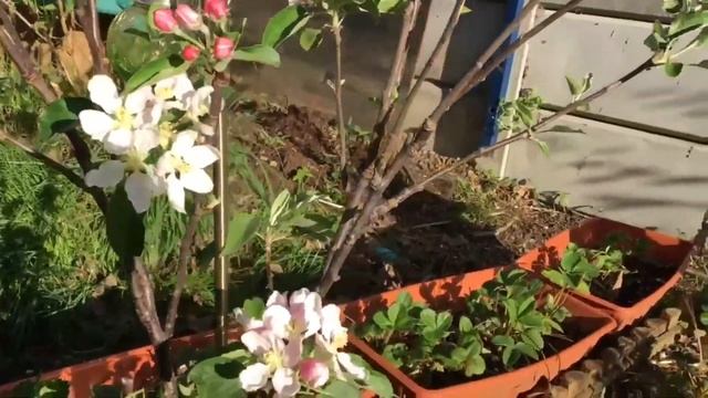 Apple Blossoms / Gardening Quotes And Proverbs / Lord Lambourne And Gala Apple Blossoms
