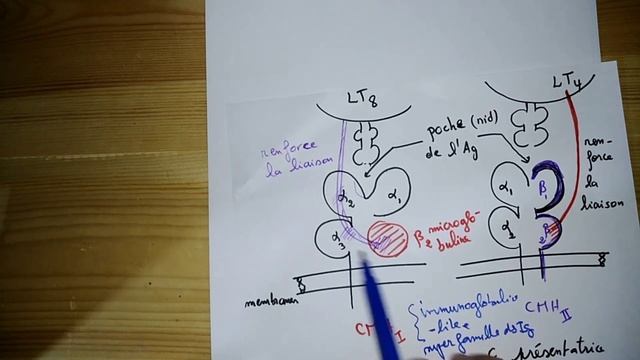 Présentation des antigènes aux LT4 et LT8 смотреть онлайн