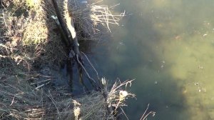 ОХОТА НА БОБРА КАПКАНАМИ #4 Сезон 24-25г.