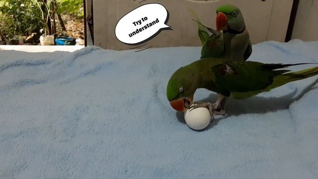 Parrots react on Chicken🐓 egg..... #Alex #funnyparrot #memeschhotibachhihokya смотреть онлайн
