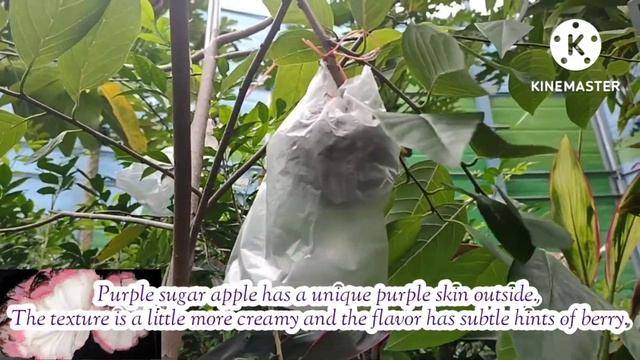 🟣 Purple sugar apple | custard apple | unique fruit | #sugarapple #custardapple смотреть онлайн