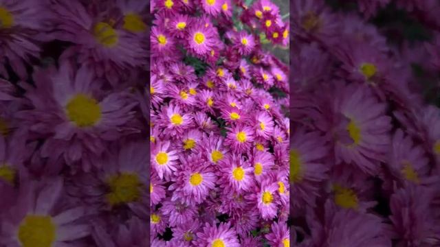 Осенние цветы  хризантемы, бархотки #хризантемы   #бархотки