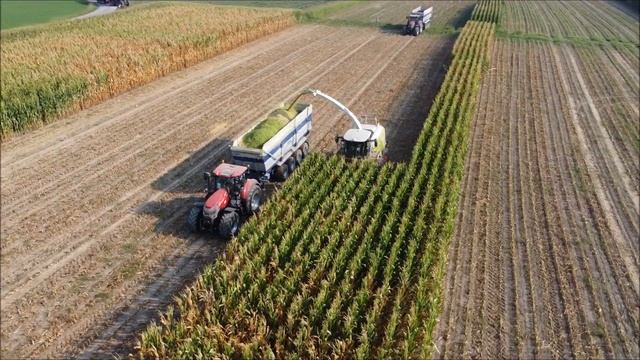 Ceroso Guandalini | Claas Jaguar 990, Fendt 936, Case Ih Optum, McCormick X8 [FHD][Mavic Mini] смотреть онлайн
