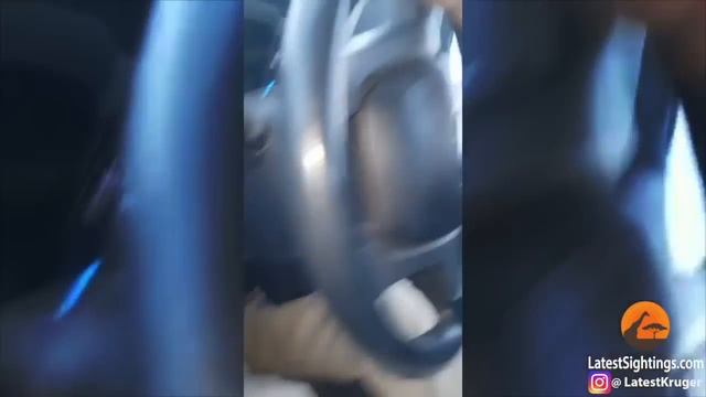 В ЮАР бегемот напал на автомобиль / HIPPO ATTACKS & HITS CAR смотреть онлайн