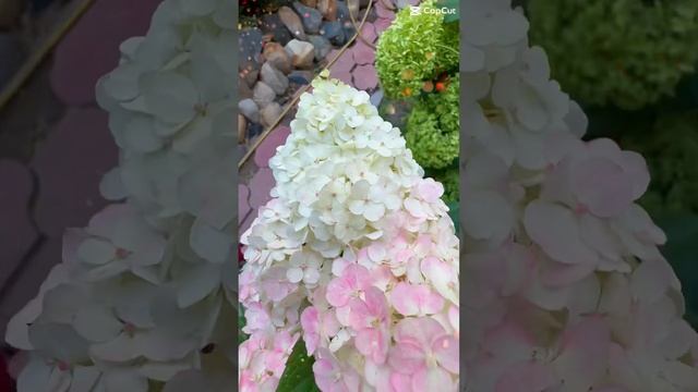 Гортензия Лидия #гортензия