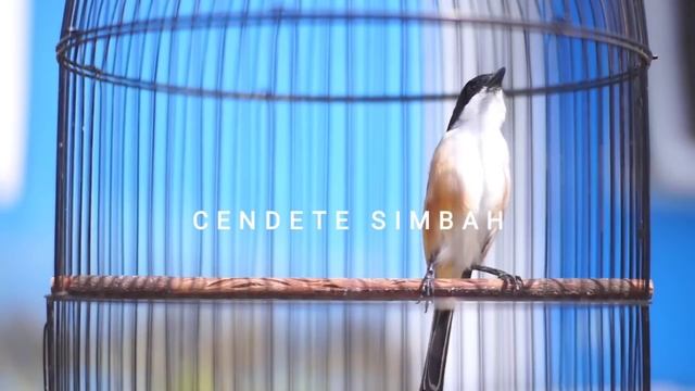 PANCINGAN CENDET SUSAH BUNYI DIJAMIN LANGSUNG NYAUT DAN IKUT GACOR DENGAN SUARA CENDET INI‼️ смотреть онлайн