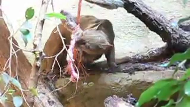 Jaguarundi Beschäftigung смотреть онлайн