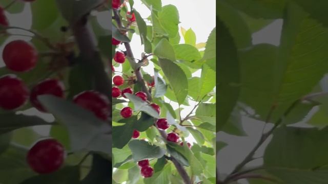 Вишня Шоколадница