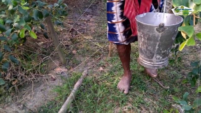 Apple ber farming mai kea khad stamal kara||What Fertilizer have to be applied in Apple ber farming смотреть онлайн