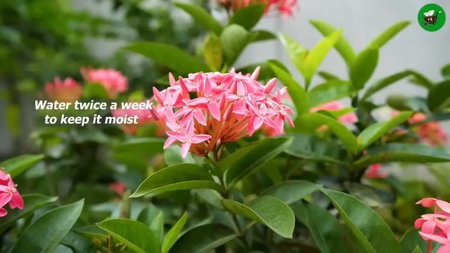 🌿Ready to grow your own guava tree at home - The best methods of propagating Guava Trees смотреть онлайн
