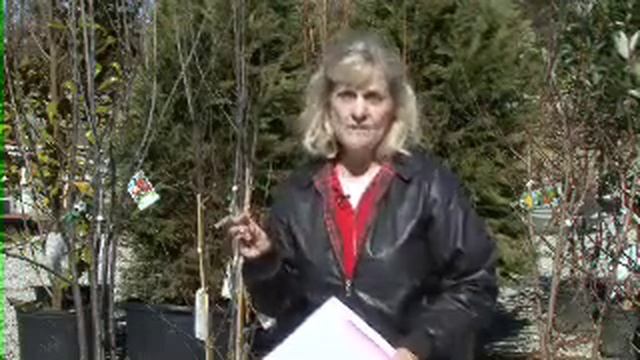 Selecting Fruit Trees - MSU Extension Service смотреть онлайн