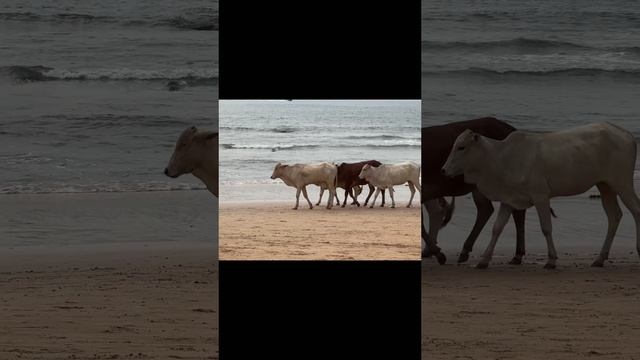 Коровы на пляже Гоа