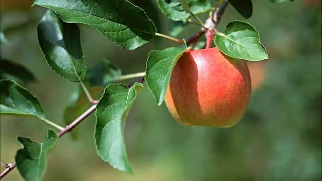 The Apple Tree by Terence Anthony смотреть онлайн