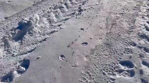 Охота на волка. Конец стаи!!!!