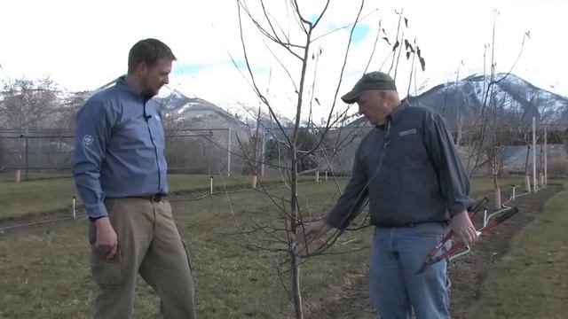 How to Prune an Apple Tree смотреть онлайн