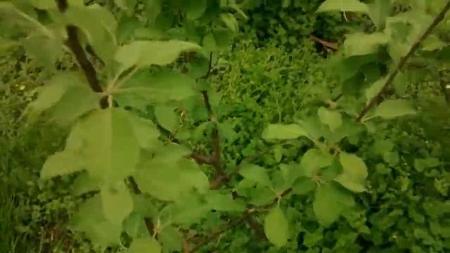 HOW COME MY HONEYCRISP APPLE TREES ARE PRODUCING APPLES WITH ONLY ONE TREE смотреть онлайн