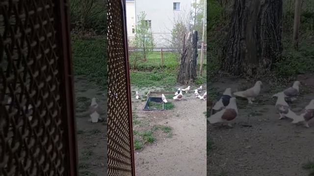 Голуби Ломова С Вакцинация смотреть онлайн