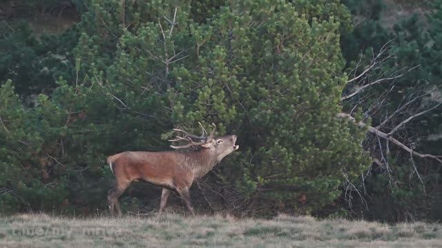 Дикая природа Крыма. Благородный Олень смотреть онлайн
