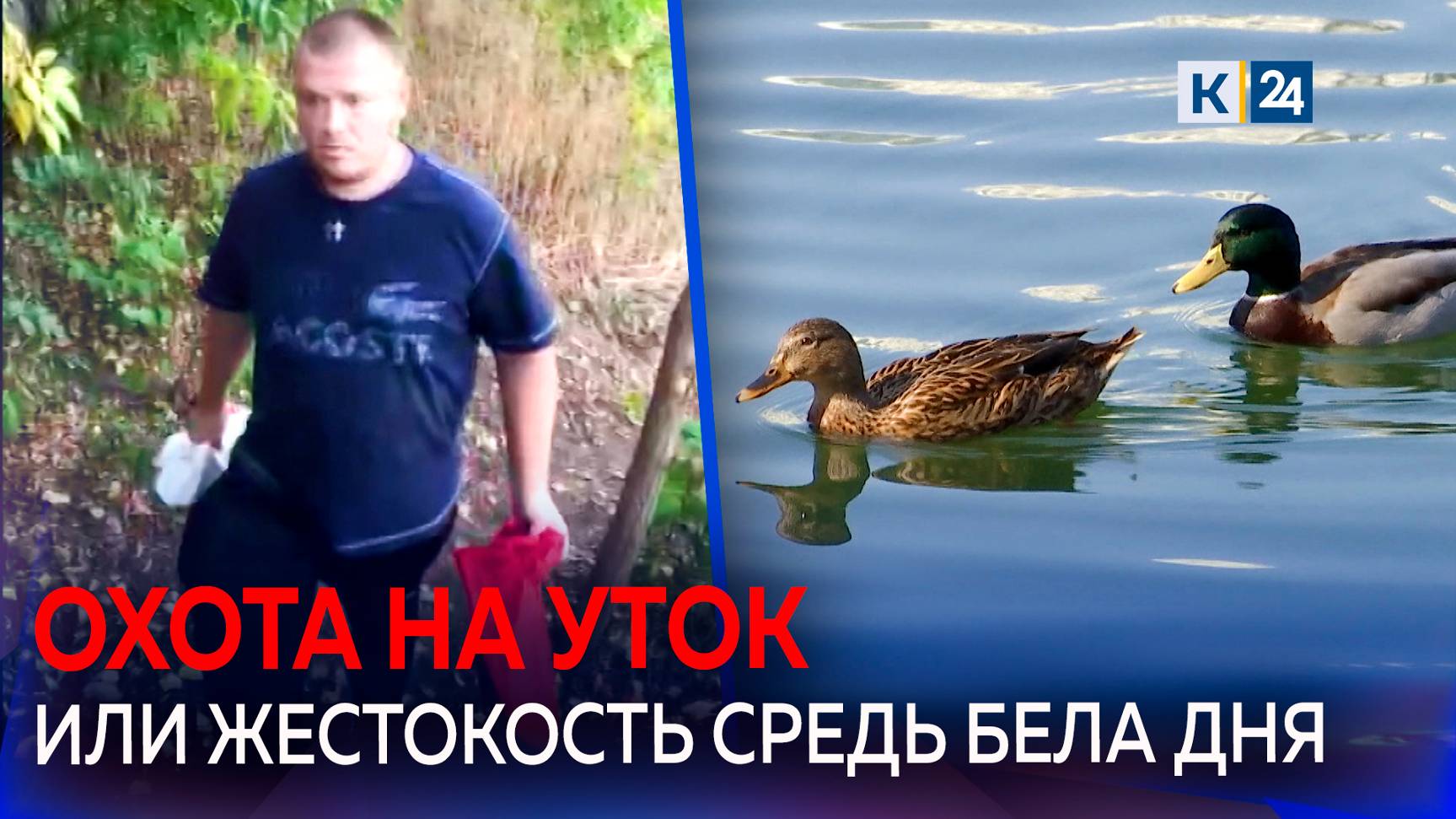 В Краснодаре неизвестный вылавливал и потрошил дичь прямо на берегу Карасунского озера смотреть онлайн