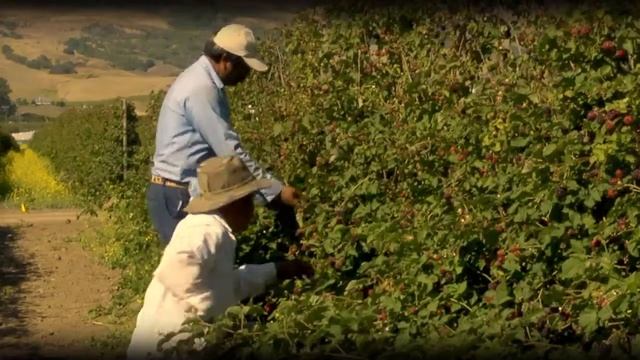 Juicy, Ripe Boysenberries and Pie from Gizdich Ranch at Sigona's Farmers Market смотреть онлайн