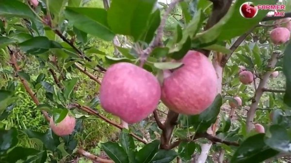 Apple Royal Delicious & Red Love ERA Performance without any sprey...🍎🍎