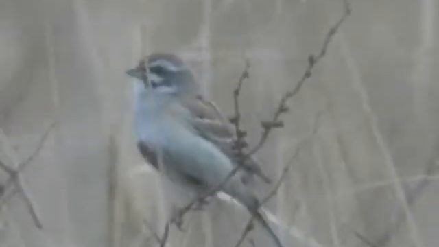 Овсянка Янковского - Emberiza Jankowskii