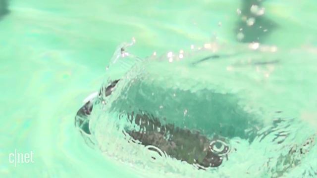 Did the iPhone 7 survive our water test? смотреть онлайн