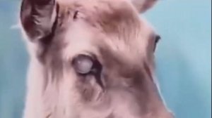 Зомби-олени