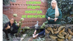 «СЛИЗНИ НЕ ПЕРЕЗИМУЮТ! Уйдут и не вернутся: железный купорос, мука, сливовое пюре».