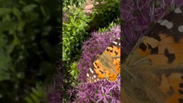 Бабочки и Декоративный лук Аллиум