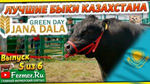 Герефорд, Аулиеколь и Ангус. Лучшие быки Казахстана на выставке «Jańa Dala / Green Day‘2024», часть5