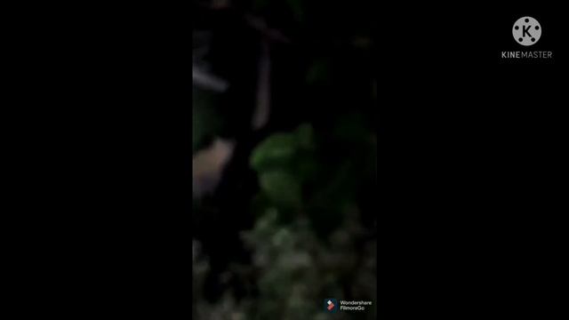 leopard enters in village|leopard Near Jeep|Leopard Alert In India смотреть онлайн