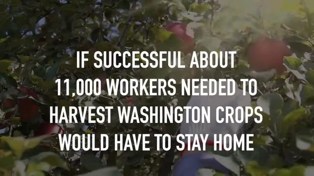 Five Billion Apples Left to Rot смотреть онлайн