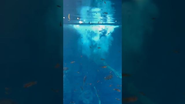 iPhone 13 underwater test смотреть онлайн